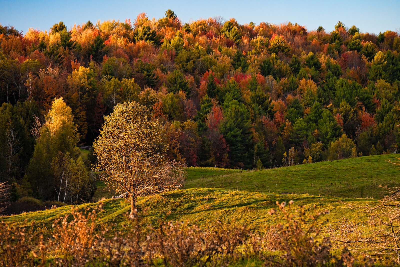 New England Forest in the Fall