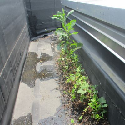 Plants and weeds growing in clogged roof gutter system indicating poor drainage and commercial roof maintenance issues