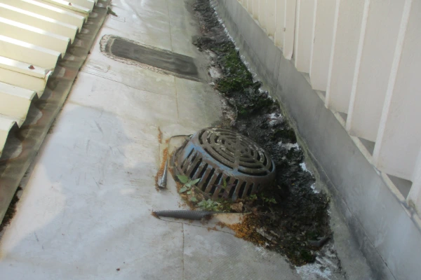 Roof drain on a commercial flat roof surrounded by debris and moss buildup, showing the need for routine drain maintenance.