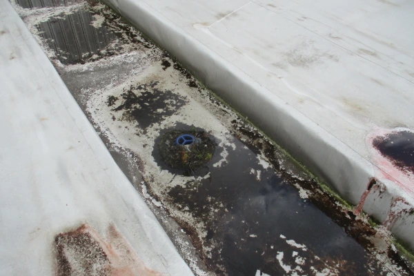 Roof drain on a commercial flat roof with moss buildup, showing the need for routine drain maintenance.